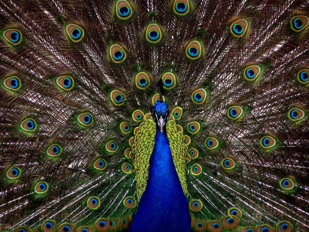 peacock-1868